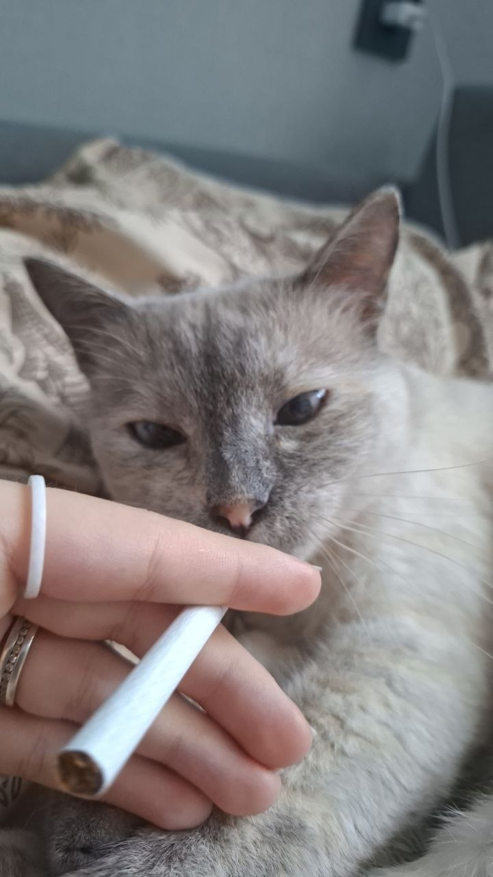 Кошка Нади